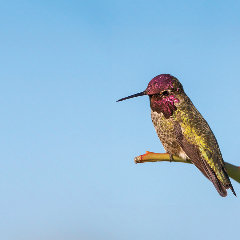 humming bird
